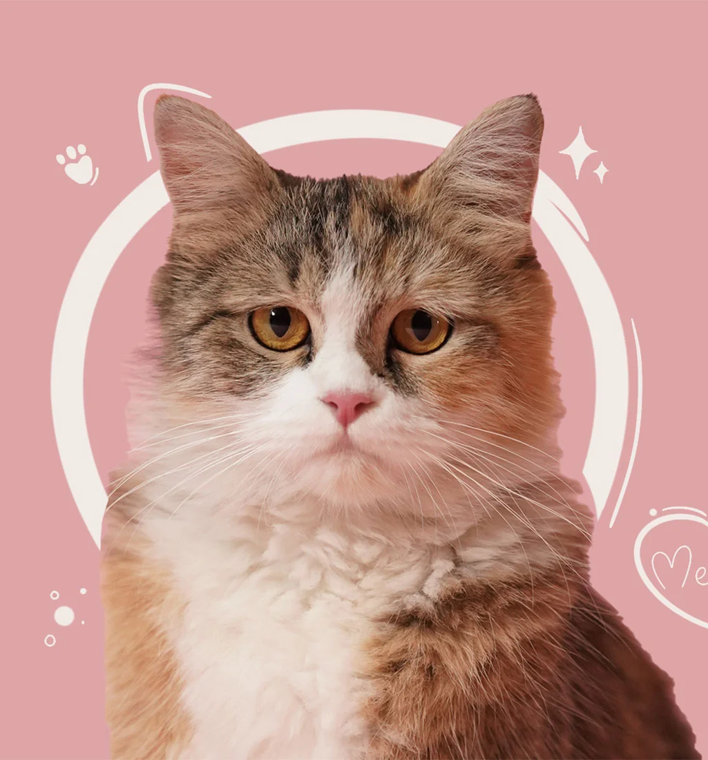 Be Loved Cat Visual by Boch & Fernsh